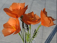California Poppies Tissue Paper Flower Craft